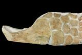 Fossil Plesiosaur Paddle - Goulmima, Morocco #164057-2
